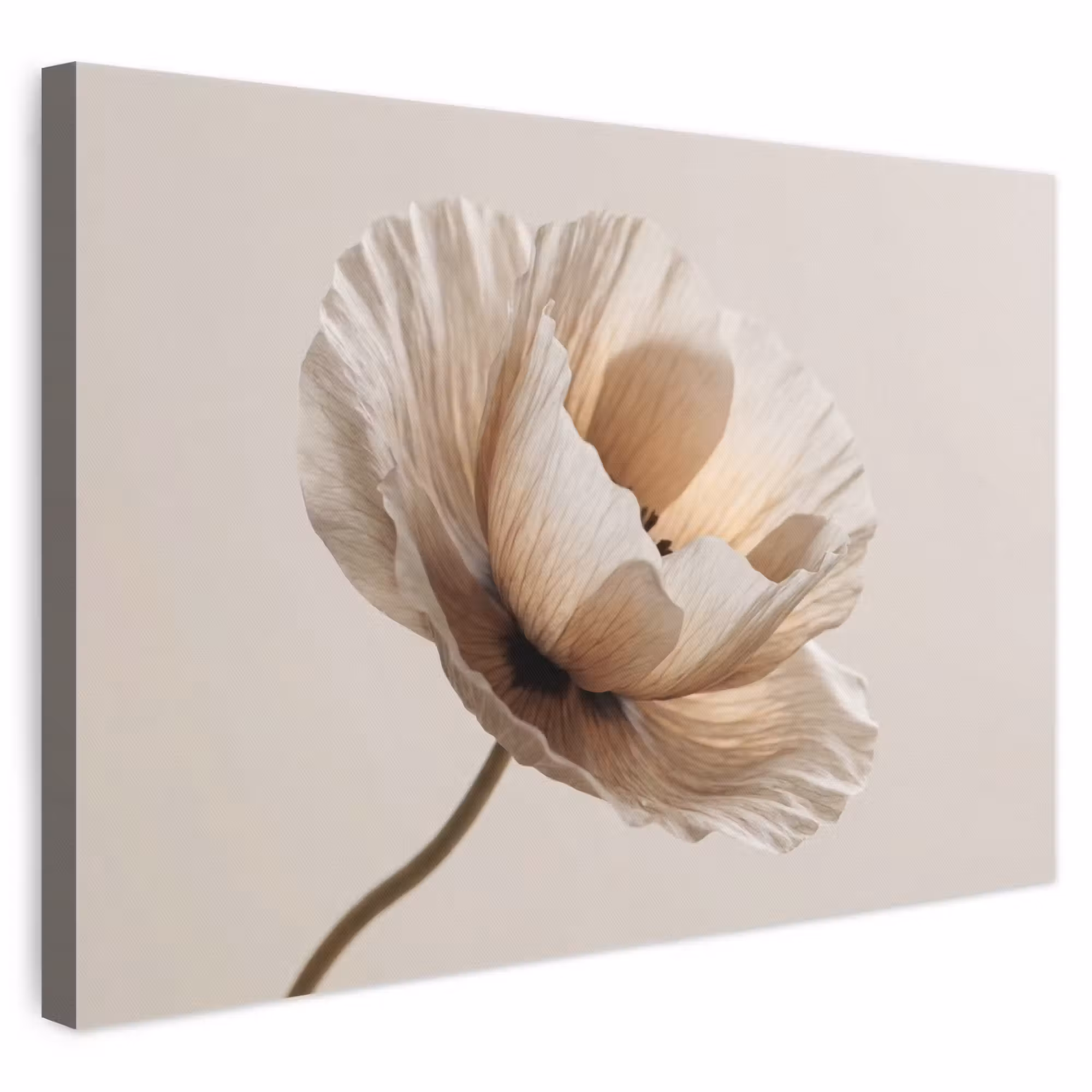 Leinwandbild - Blume - Beige - Creme