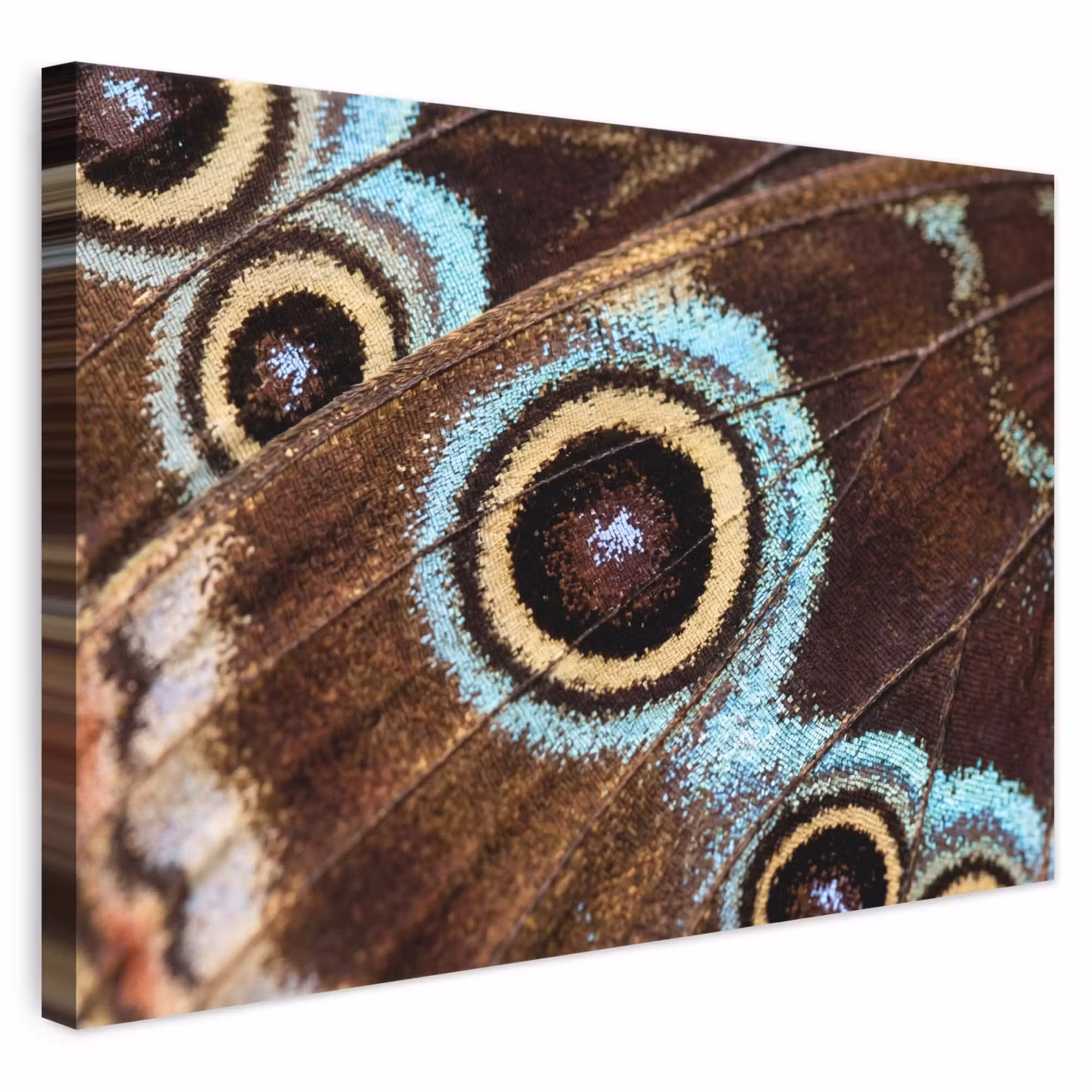Leinwandbild - Flügel - Schmetterling - Blau