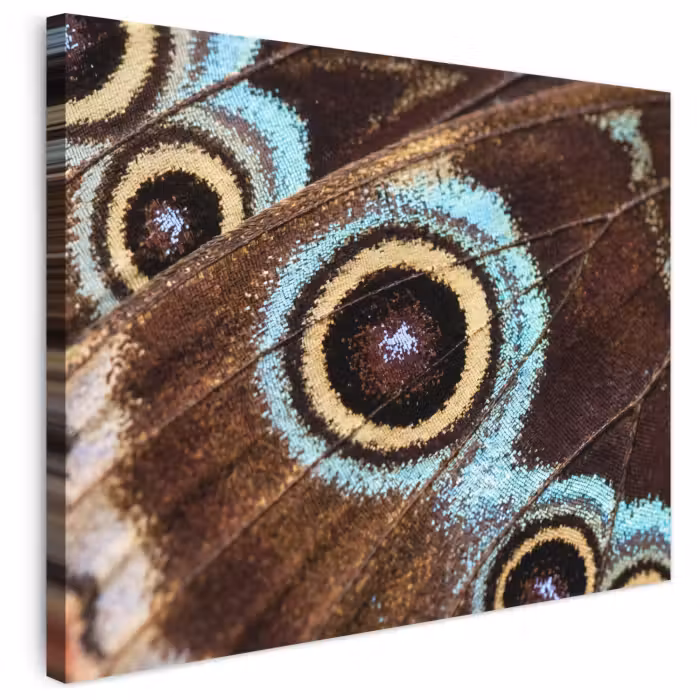 Leinwandbild - Flügel - Schmetterling - Blau
