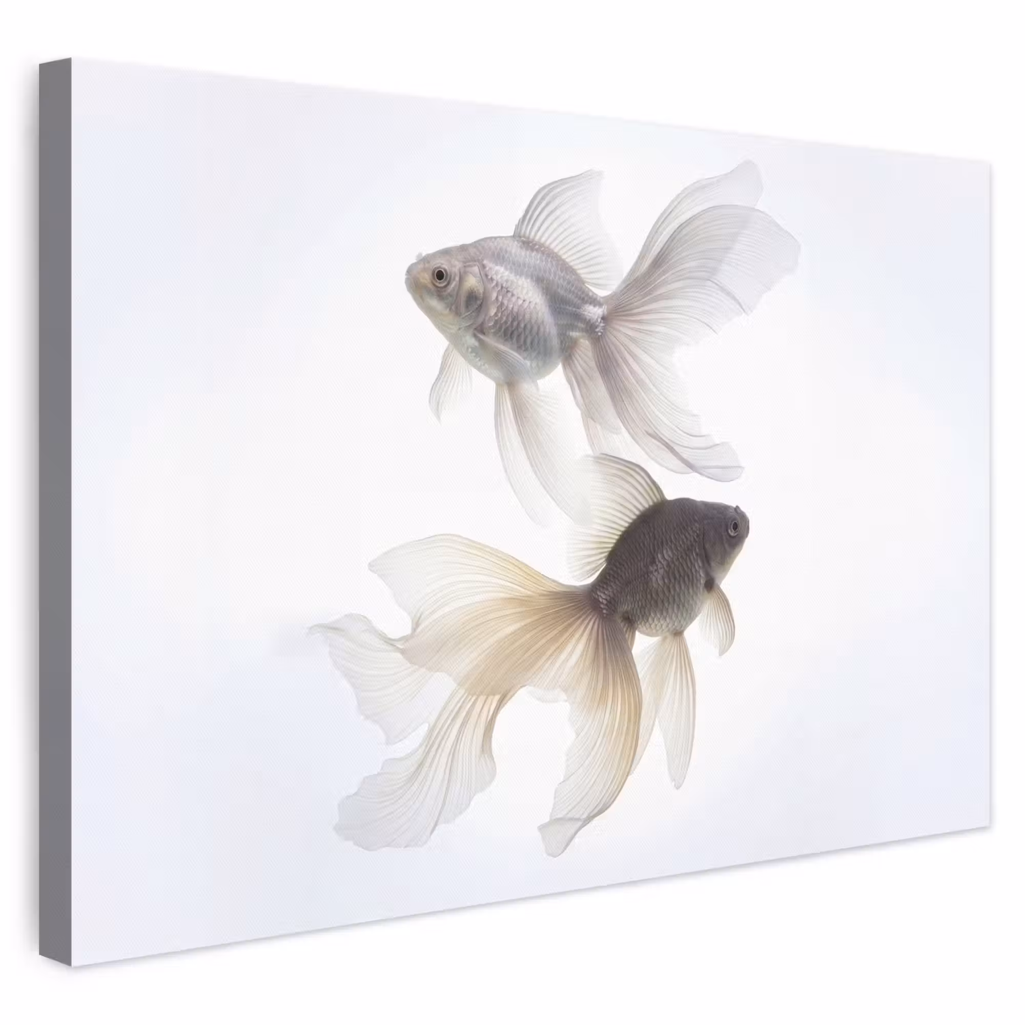 Leinwandbild - Goldfisch - Modern - Weiß
