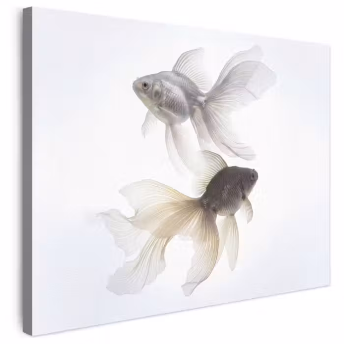 Leinwandbild - Goldfisch - Modern - Weiß