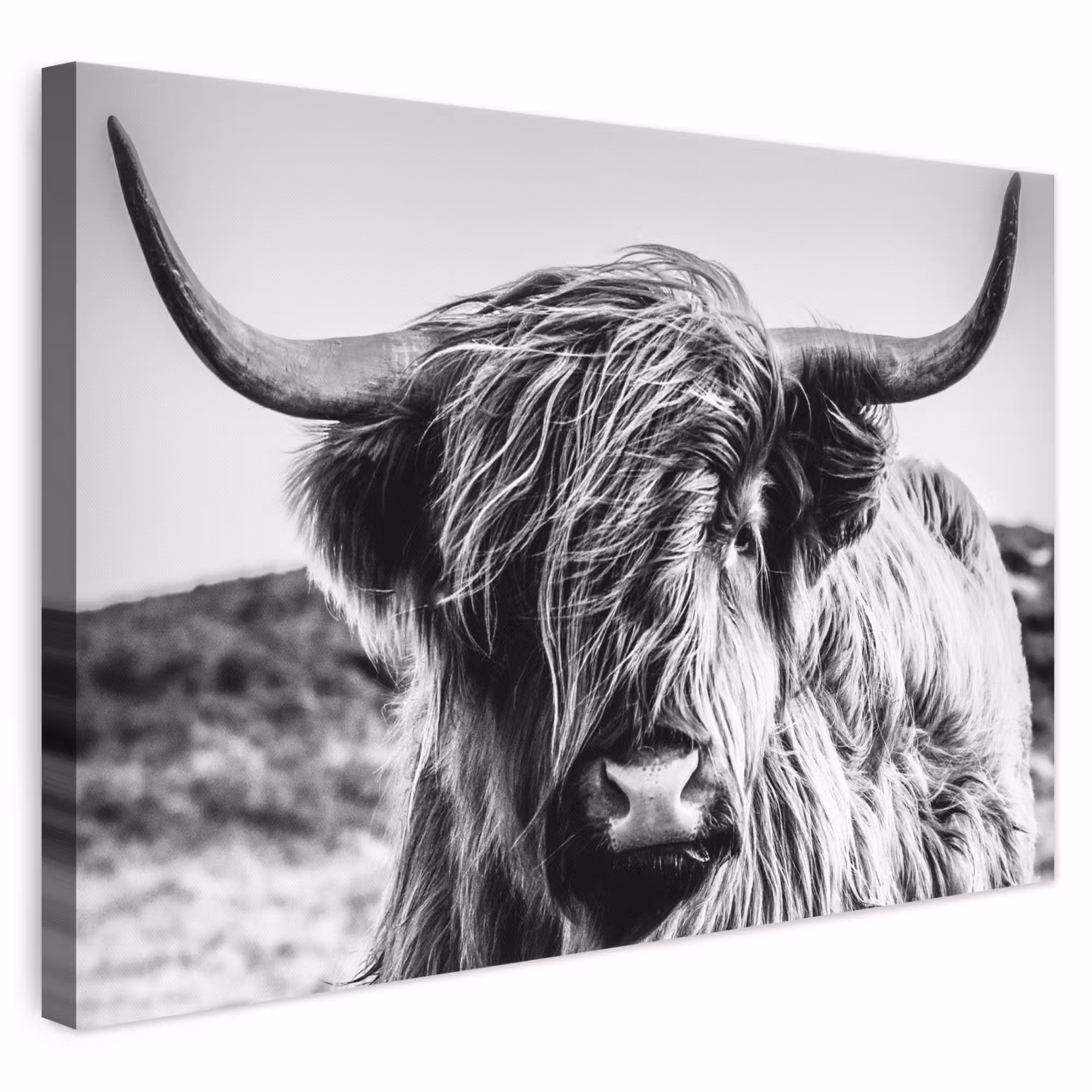 Leinwandbild - Kuh - Schottischer Hochländer - Schwarz - Weiß - Tier - Natur - Wildtiere