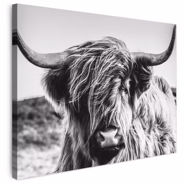 Leinwandbild - Kuh - Schottischer Hochländer - Schwarz - Weiß - Tier - Natur - Wildtiere