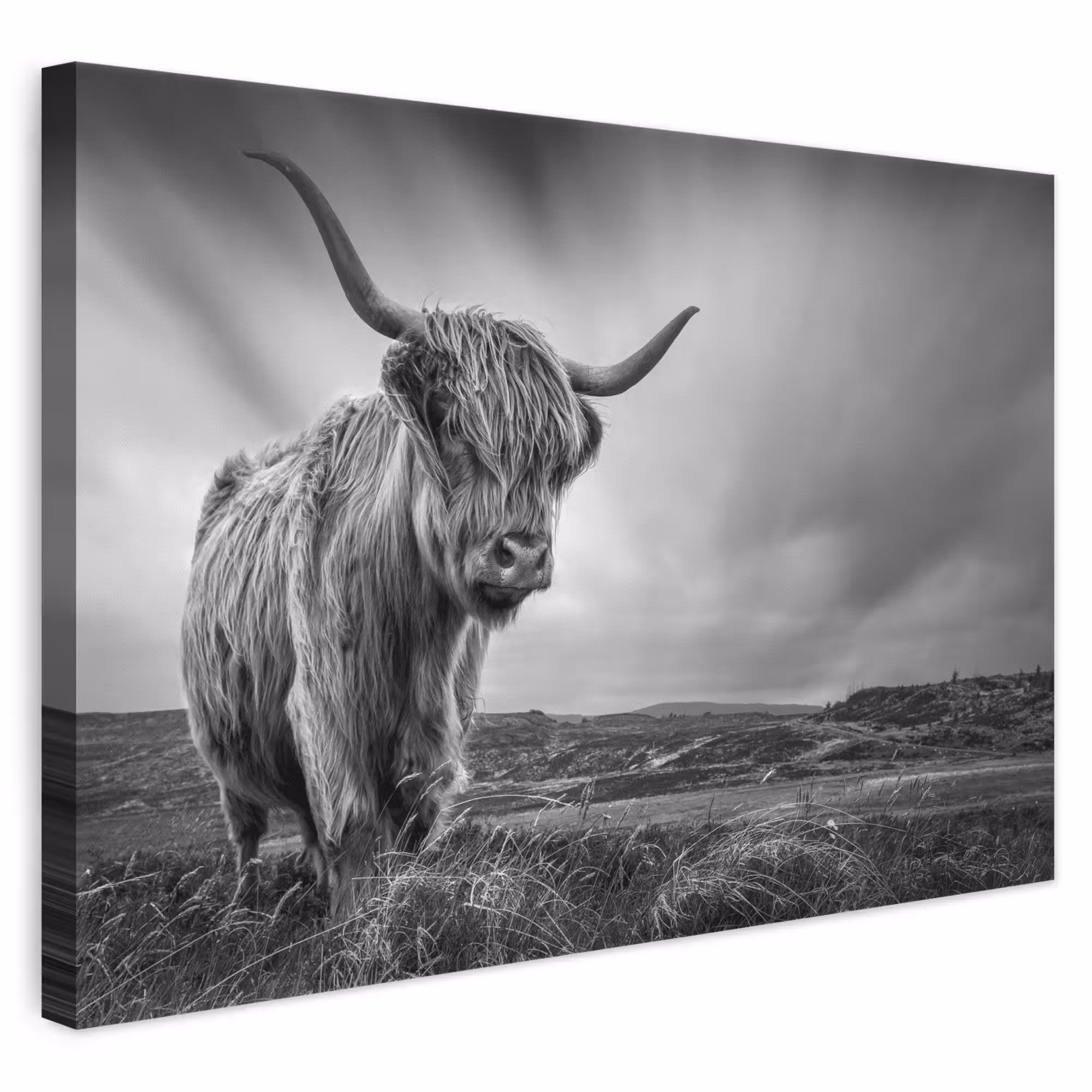 Leinwandbild - Kühe - Schottische Hochlandkühe - Natur - Tiere - Schwarz und weiß