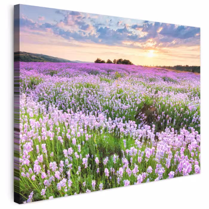 Leinwandbild - Lavendel - Blumen - Sonnenuntergang - Lila - Wiese