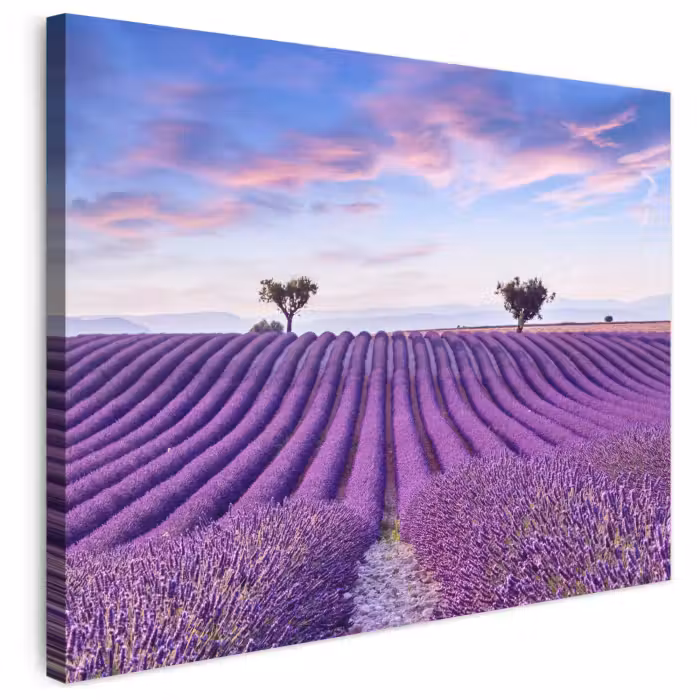 Leinwandbild - Lavendel - Natur - Lila - Bäume - Blumen