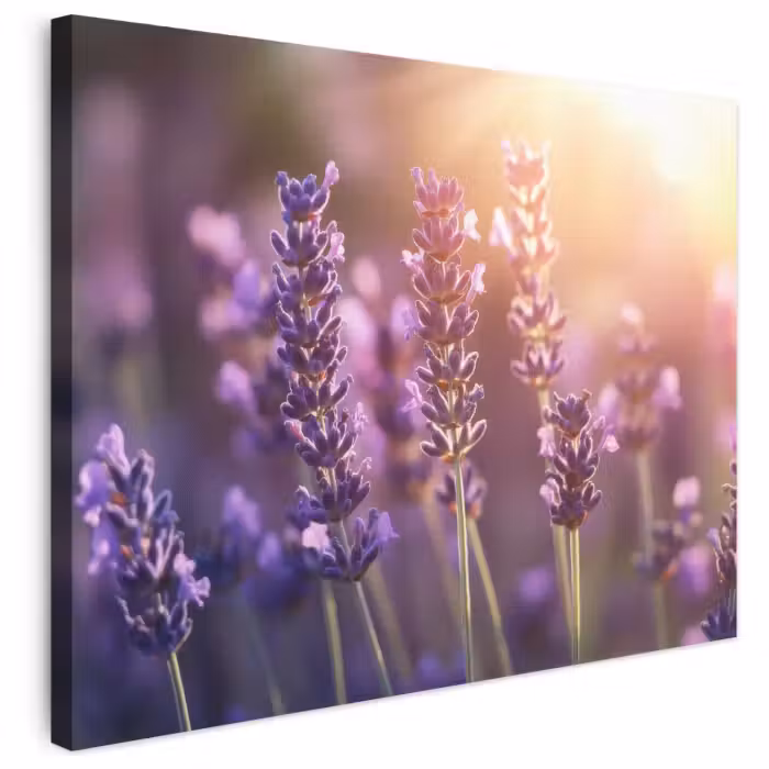 Leinwandbild - Lavendelblüten - Lila - Sonnenlicht