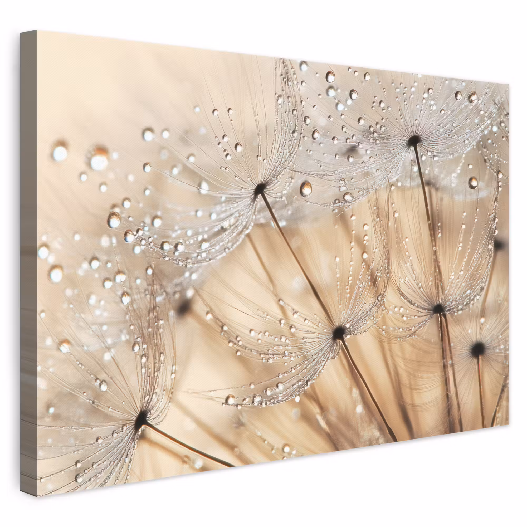 Leinwandbild - Löwenzahn - Abstrakt - Natur - Beige