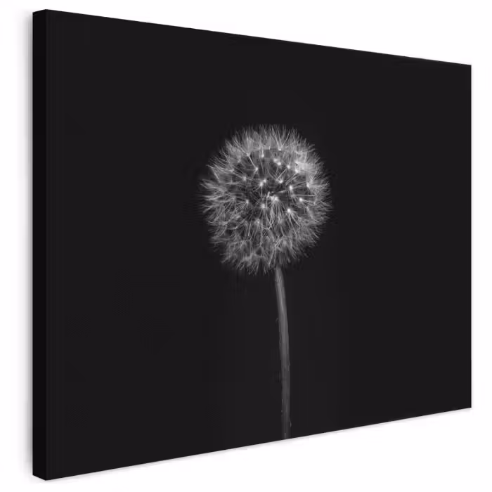 Leinwandbild - Löwenzahn - Schwarz - Floral - Botanisch