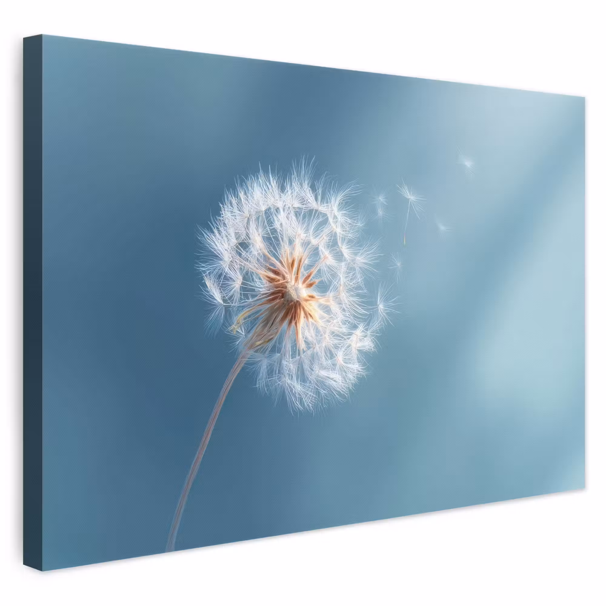 Leinwandbild - Löwenzahn - Wind - Blau