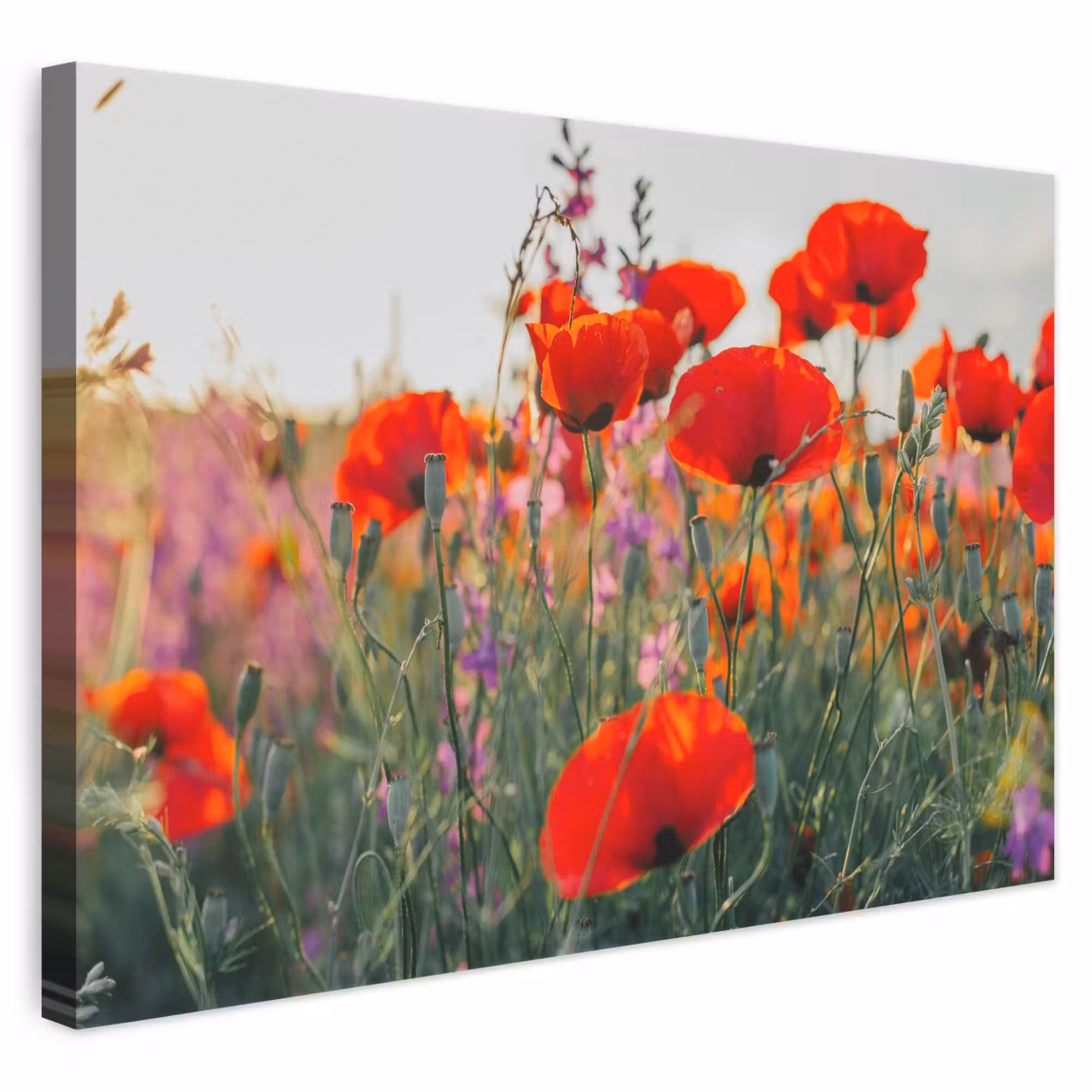 Leinwandbild - Mohn - Blumen - Rot - Lila - Wiese