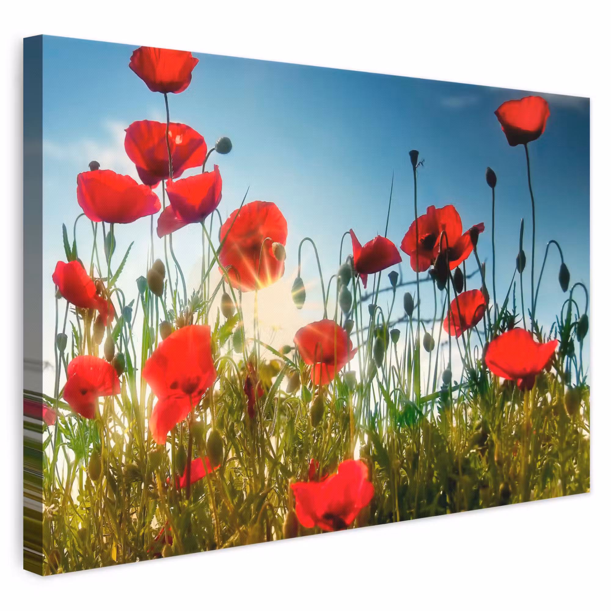 Leinwandbild - Mohnblumen - Toskana - Sonne - Rot - Blau