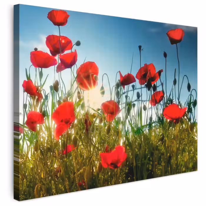 Leinwandbild - Mohnblumen - Toskana - Sonne - Rot - Blau