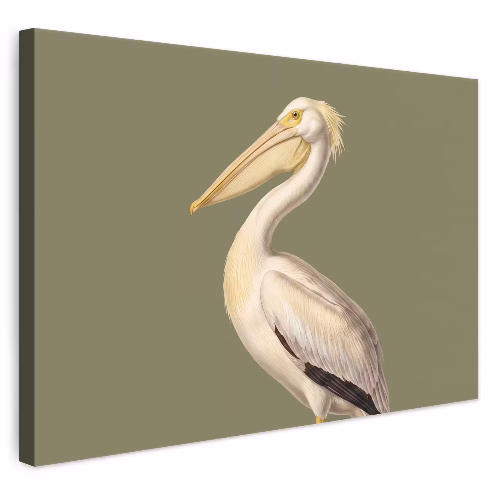 Leinwandbild - Pelikan - Weiß - Vogel - Klassisch - Natur