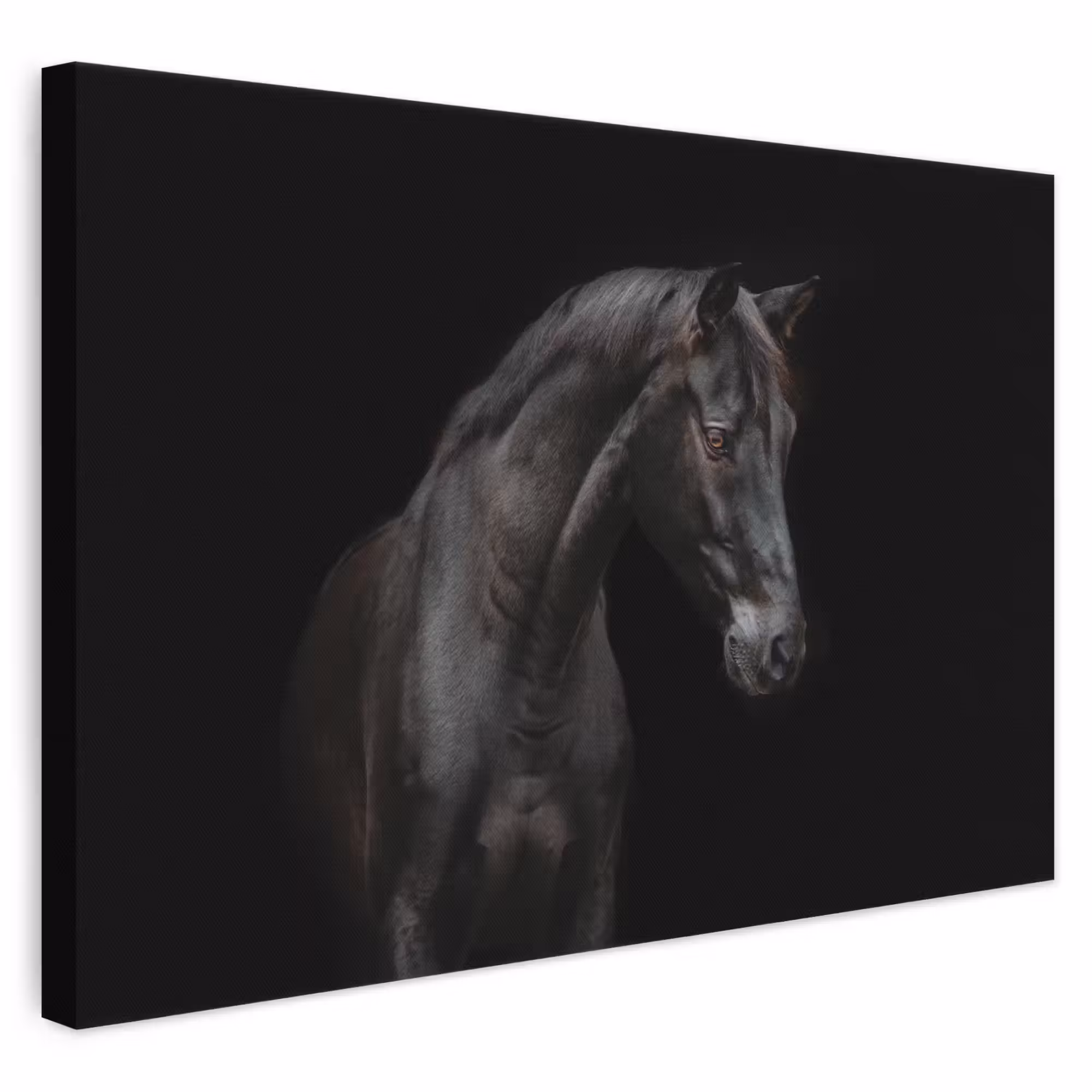 Leinwandbild - Pferd - Tiere - Schwarz - Porträt