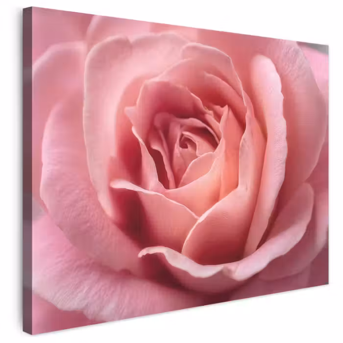 Leinwandbild - Rosa - Rose - Romantisch