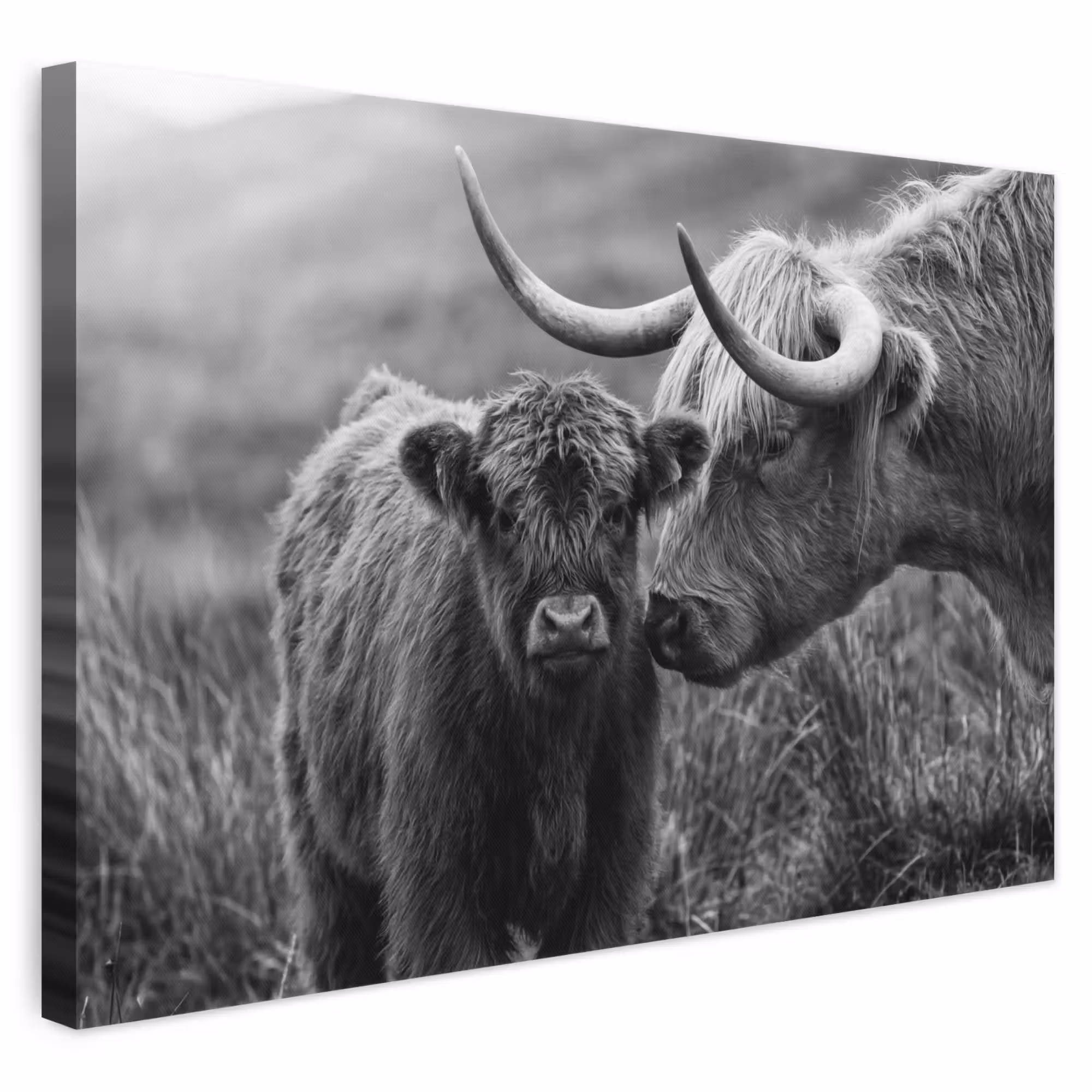 Leinwandbild - Schottischer Highlander - Kalb - Schwarz - Weiß