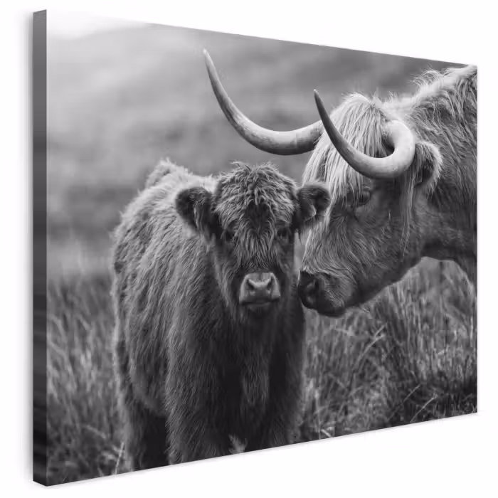 Leinwandbild - Schottischer Highlander - Kalb - Schwarz - Weiß