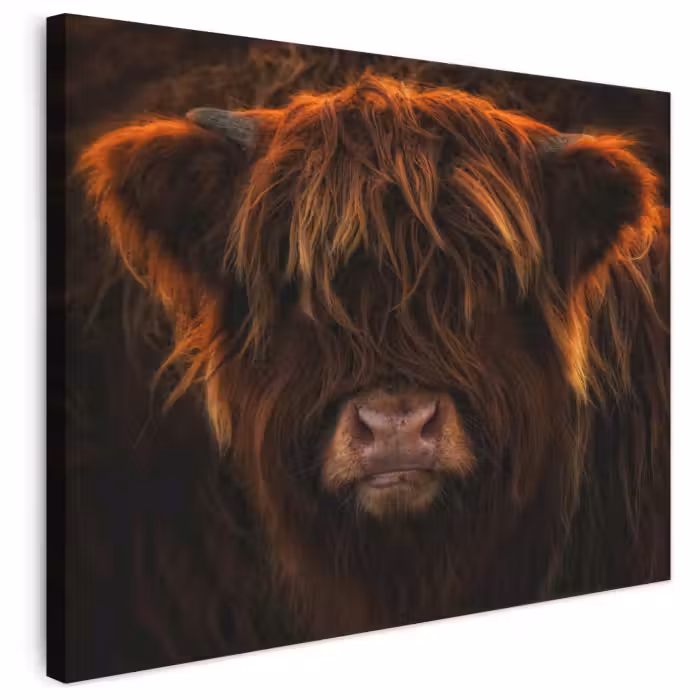 Leinwandbild - Schottischer Highlander - Kuh - Porträt - Tiere