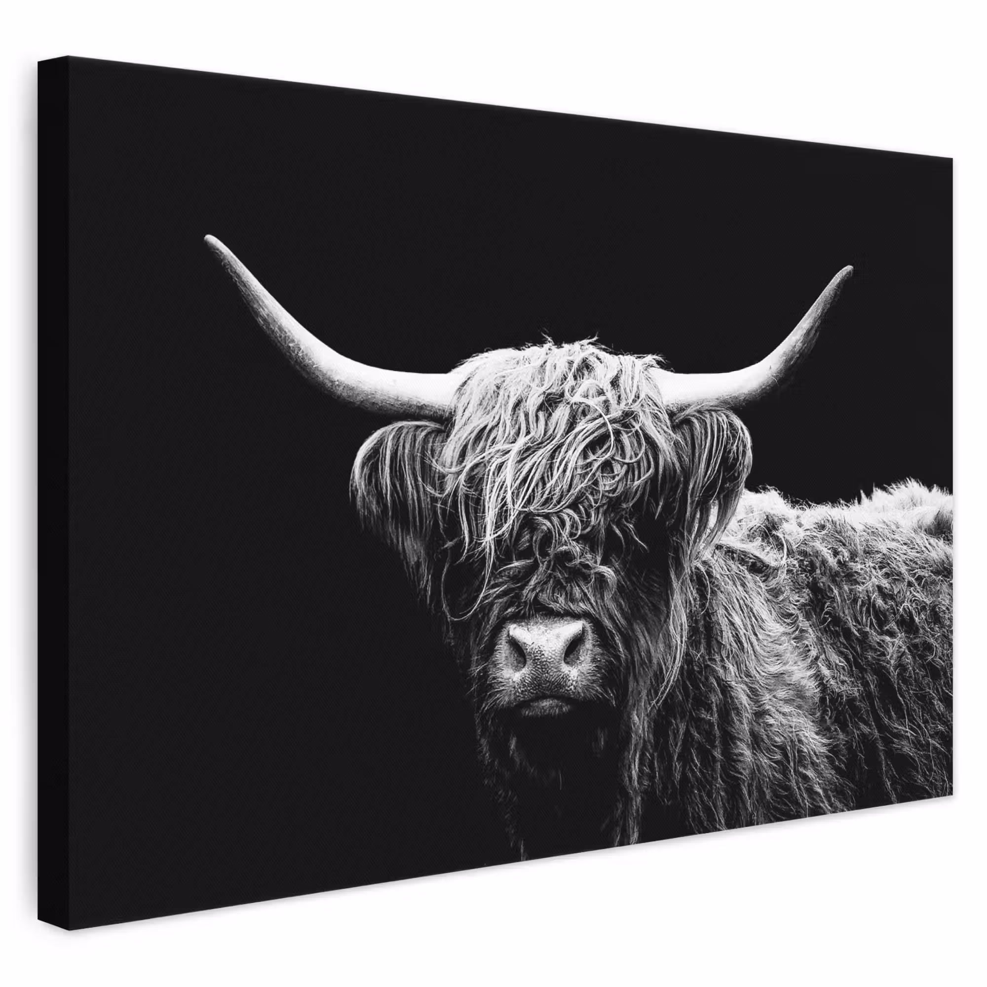 Leinwandbild - Schottischer Highlander - Kuh - Schwarz - Weiß - Tiere