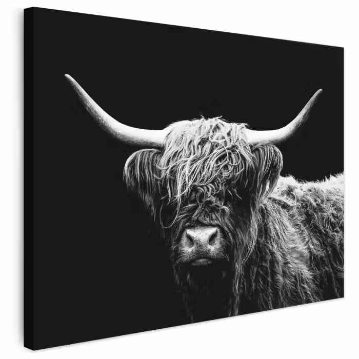 Leinwandbild - Schottischer Highlander - Kuh - Schwarz - Weiß - Tiere