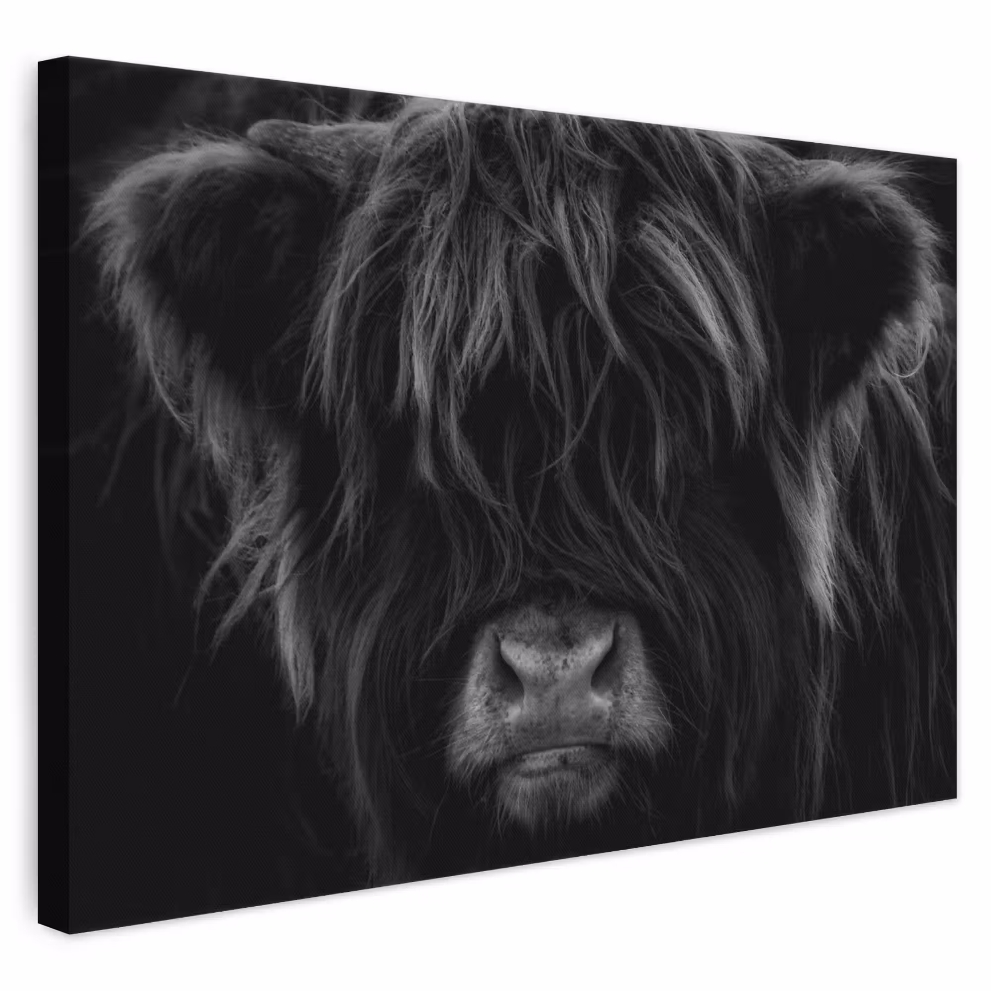 Leinwandbild - Schottischer Highlander - Kuh - Schwarz - Weiß - Tiere