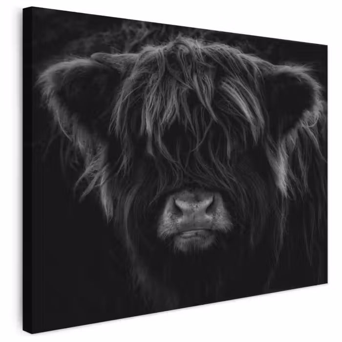 Leinwandbild - Schottischer Highlander - Kuh - Schwarz - Weiß - Tiere