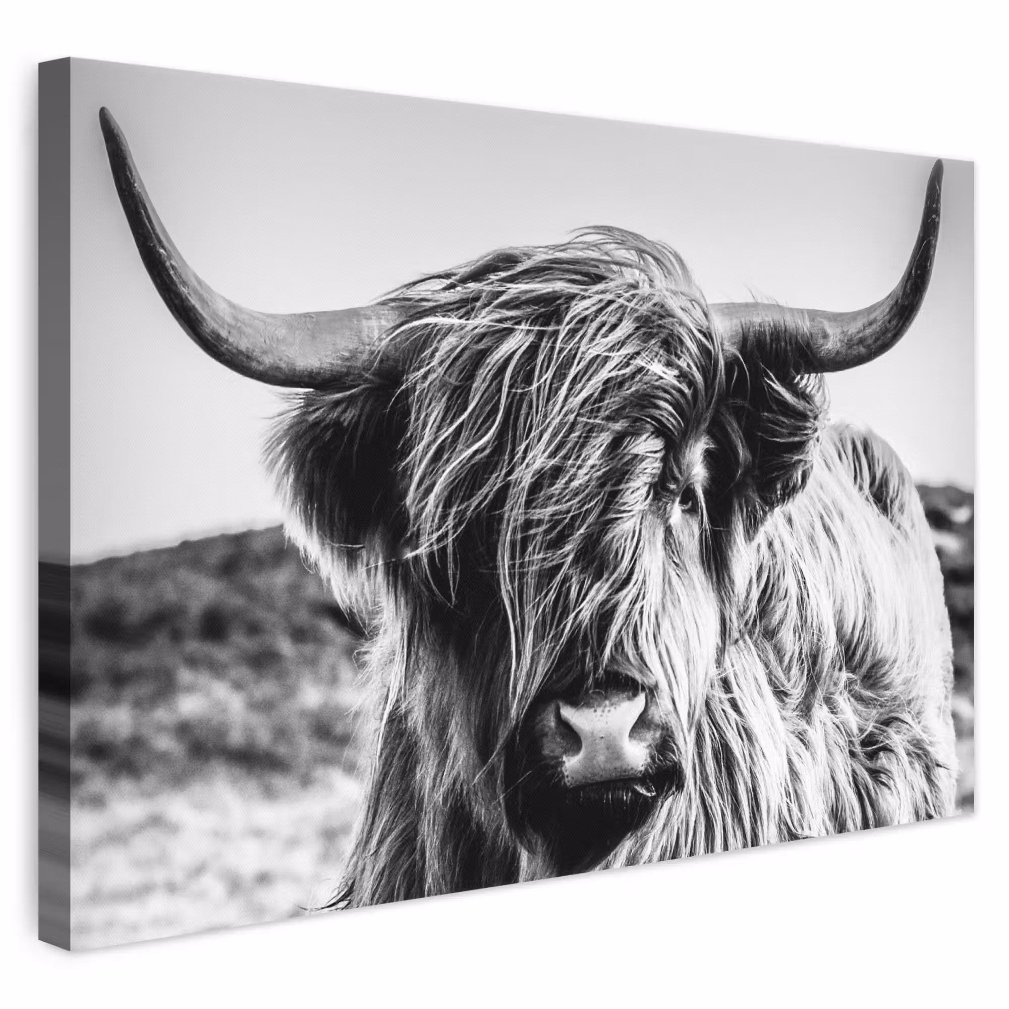 Leinwandbild - Schottischer Highlander - Nahaufnahme - Hörner - Mantel - Schwarz und weiß