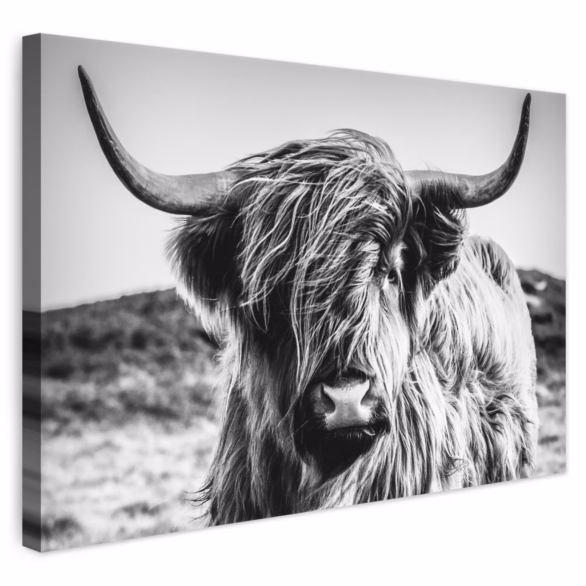 Leinwandbild - Schottischer Highlander - Natur - Kuh - Schwarz - Weiß