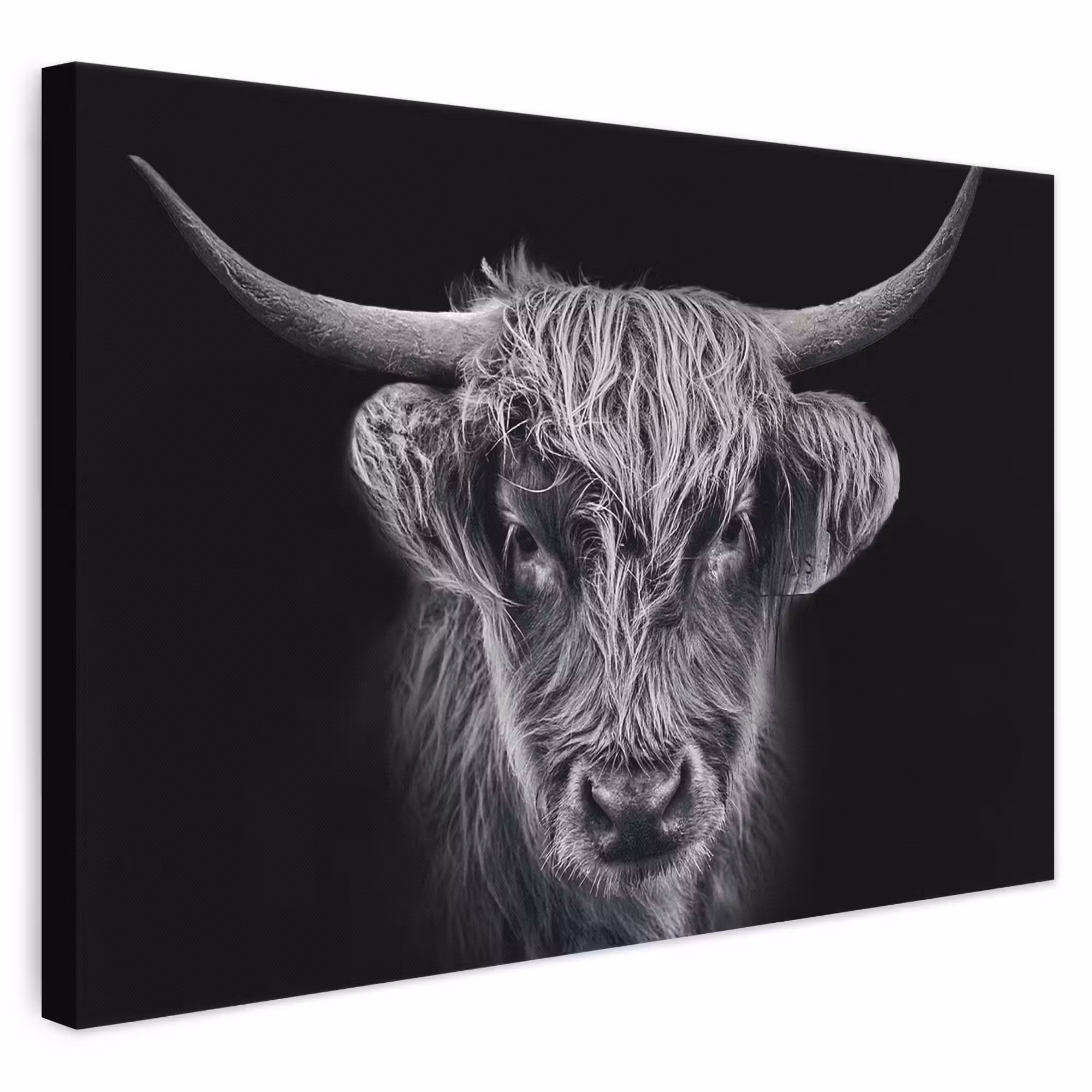 Leinwandbild - Schottischer Highlander - Schwarz - Kuh - Tiere
