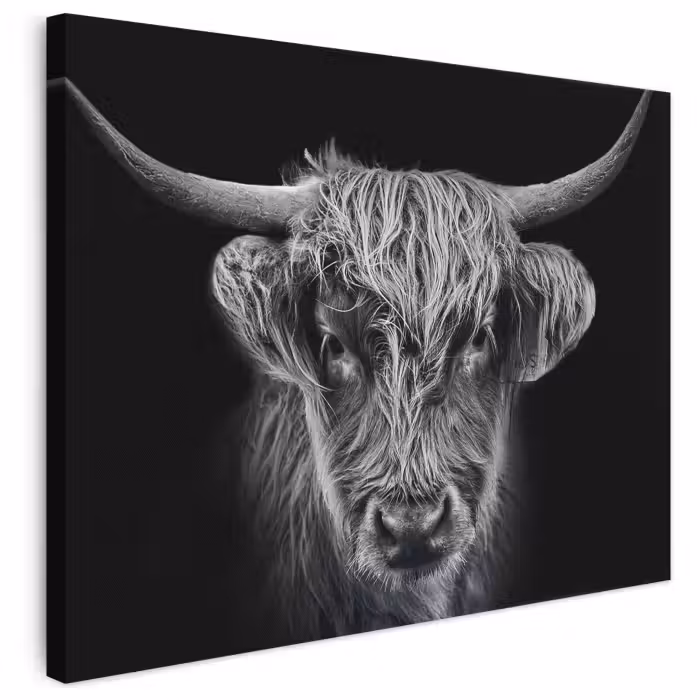 Leinwandbild - Schottischer Highlander - Schwarz - Kuh - Tiere