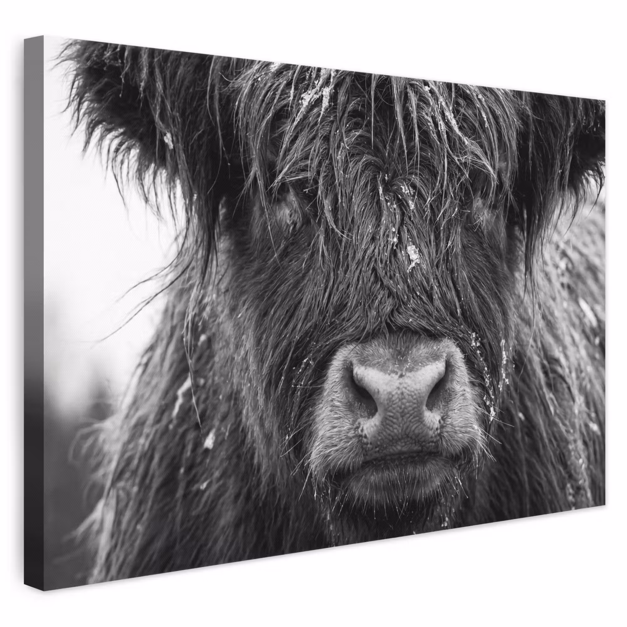 Leinwandbild - Schottischer Highlander - Schwarz - Weiß - Schneeflocken