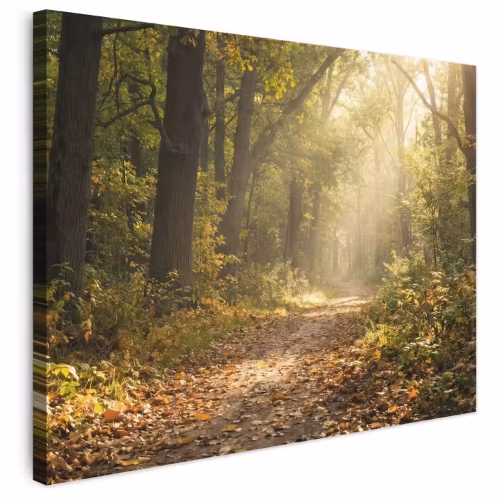 Leinwandbild - Sonnenlicht - Waldweg - Bäume