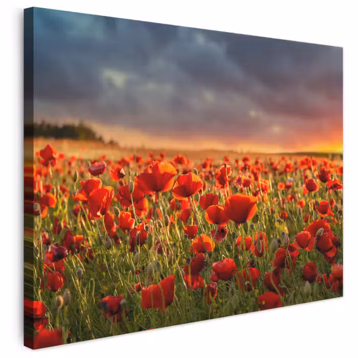 Leinwandbild - Sonnenuntergang – Mohnblumen – Rot – Blumen – Feld – Natur