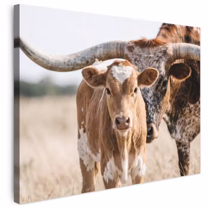 Leinwandbild - Texas Longhorn - Kalb - Weide - Tiere