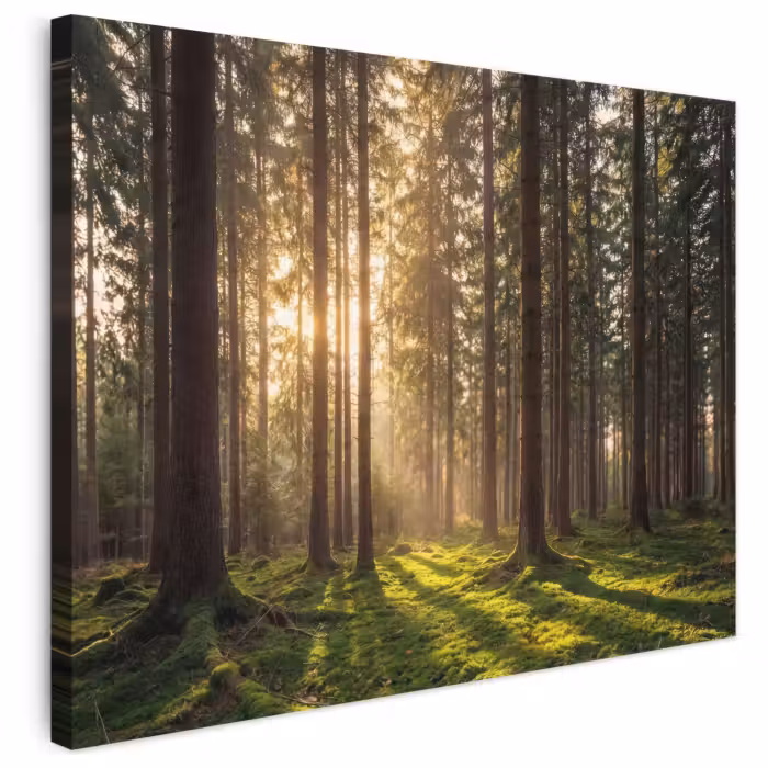 Leinwandbild - Wald - Gras - Sonnenlicht