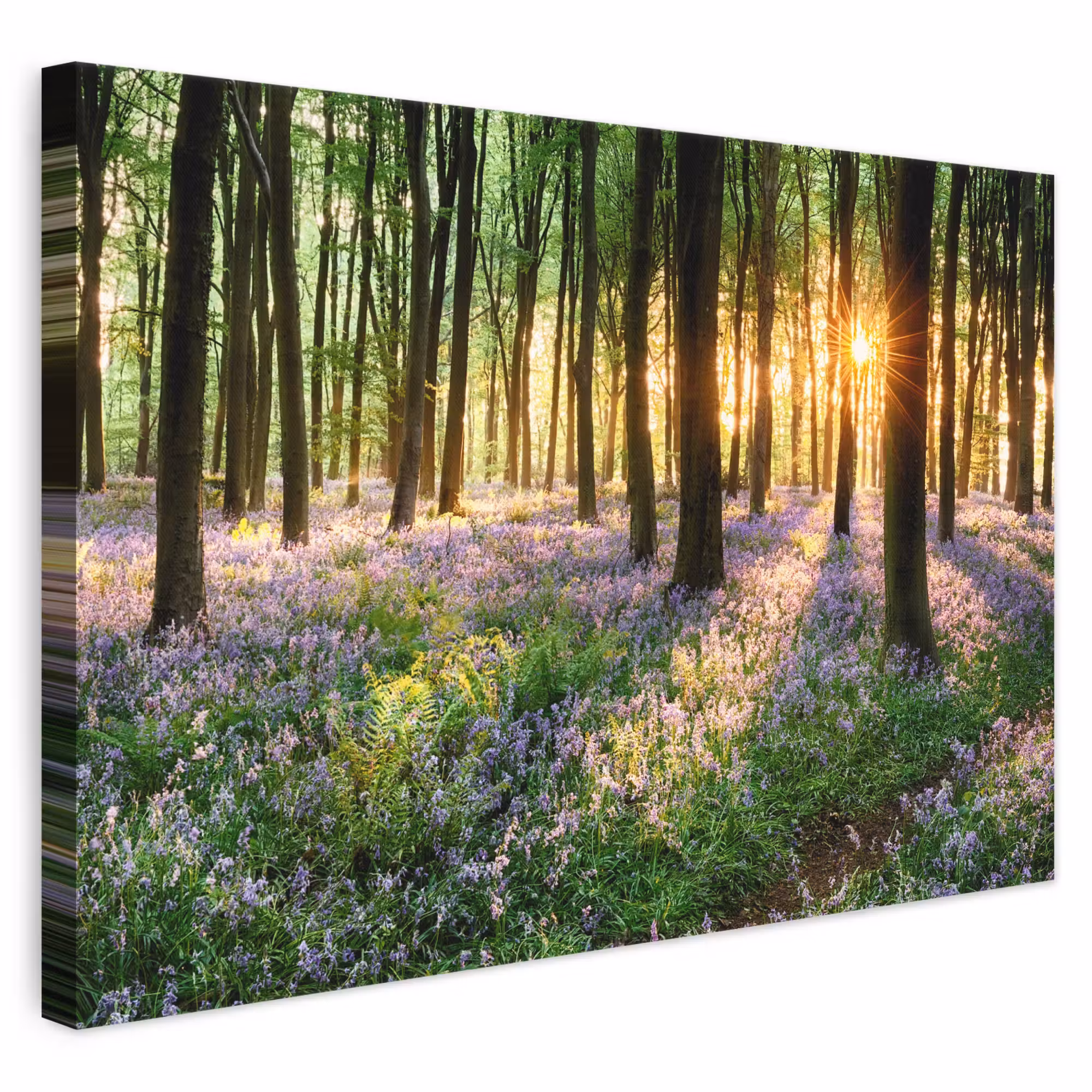 Leinwandbild - Wald - Natur - Blumen - Sonne - Baum - Lila