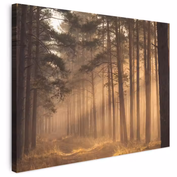Leinwandbild - Wald - Nebel - Sonnenlicht