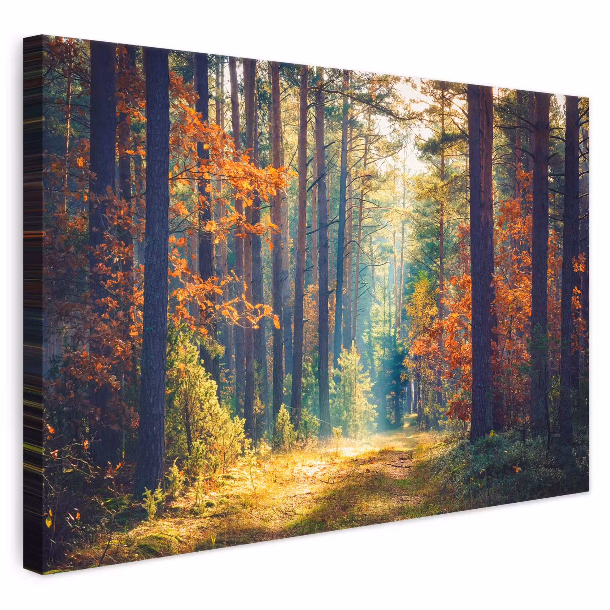 Leinwandbild - Wald - Sonne - Natur - Herbst
