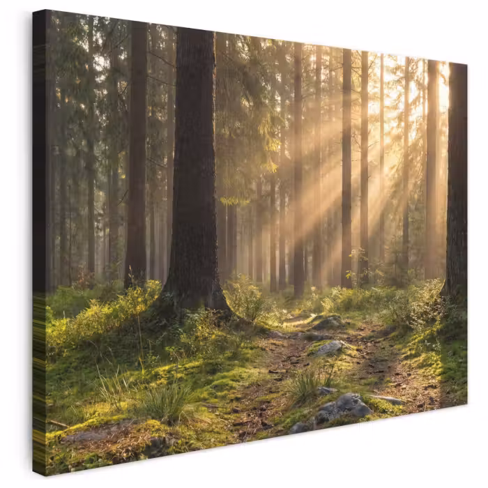 Leinwandbild - Wald - Sonnenlicht - Gras