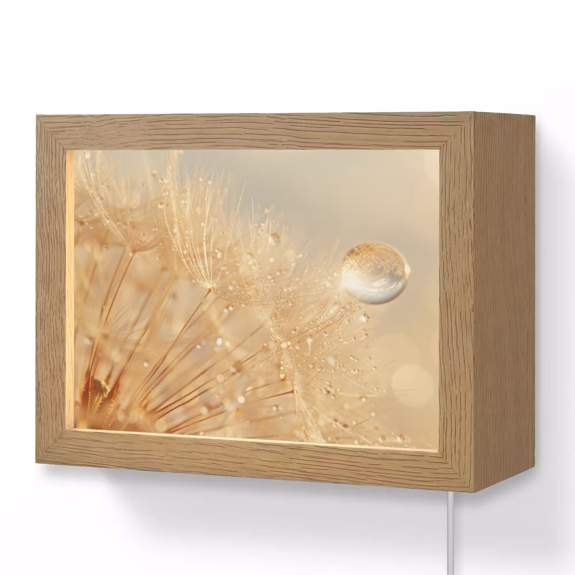 Lightbox - Wandleuchte - Löwenzahn - Wasser - Natur - Pflanzen - Modern