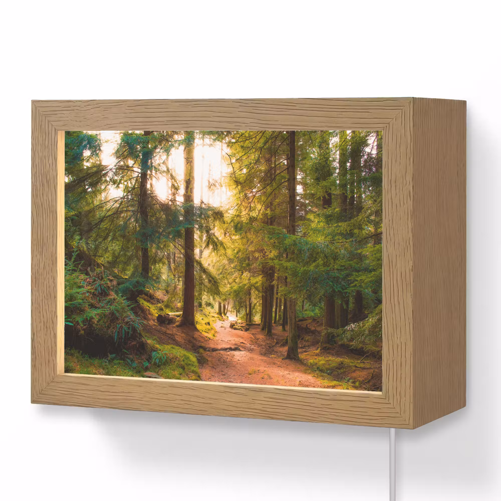 Lightbox - Wandleuchte - Wald - Weg - Bäume - Grün - Sonne - Natur