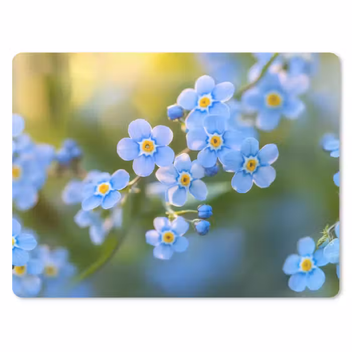 Mauspad - Blumen - Blau - Vergissmeinnicht