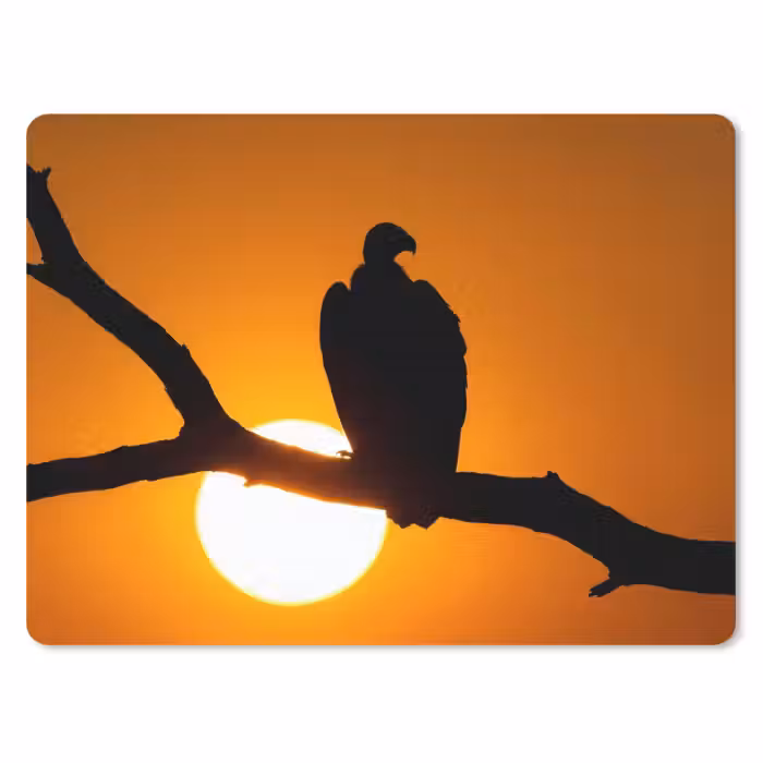 Mauspad - Geier - Zweig - Sonne - Orange