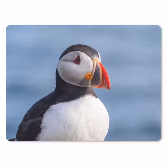 Mauspad - Papageientaucher - Porträt - Natur