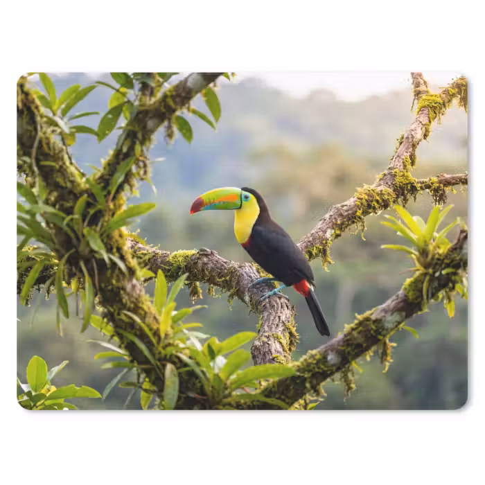 Mauspad - Tukan - Dschungel - Natur - Farbenfroh