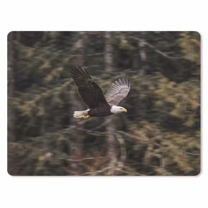 Mauspad - Weißkopfseeadler - Fliegen - Wald - Natur