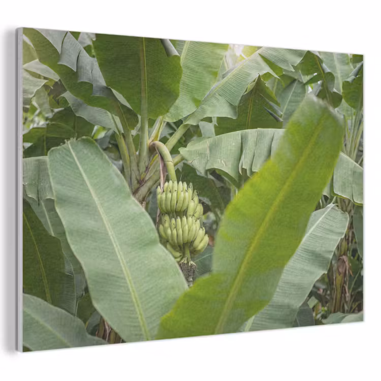 Eten - Bananen - Plantage - Groen PET vilt klein -3d