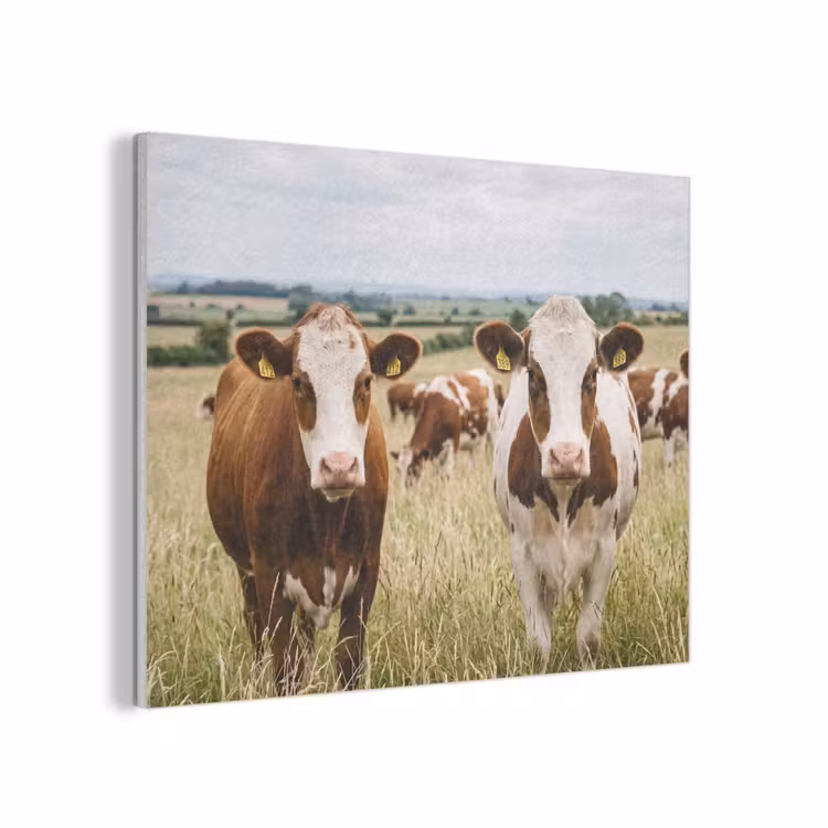 Koeien - Portret - Weide - Boerderij - Nieuwsgierig PET vilt klein -3d