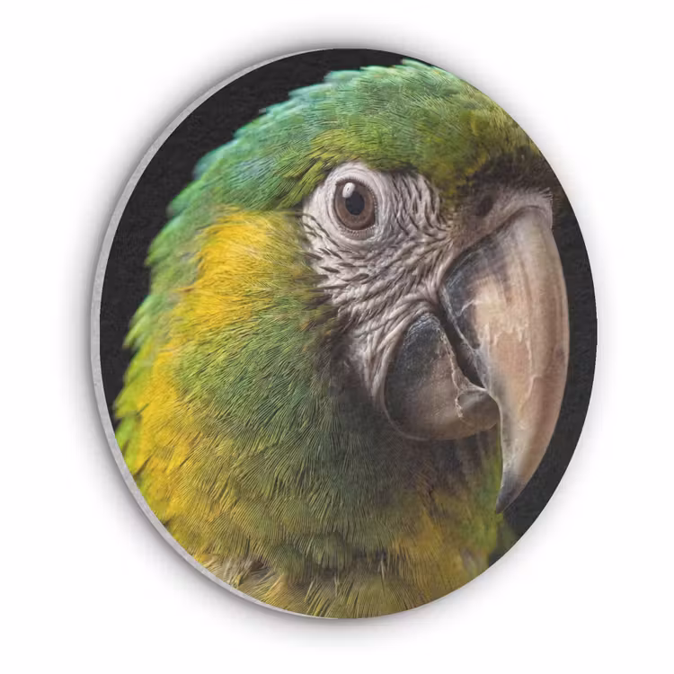 Ara - Portret - Groen Akoestische PET Vilt - Rond klein -3d